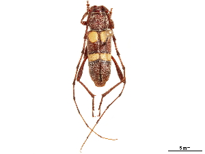  (Aethecerinus latecinctus - CCDB-34784-H07)  @11 [ ] CreativeCommons - Attribution (2019) Smithsonian Institution Smithsonian Institution