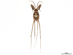  (Metrocoris acutus - CCDB-35894-B06)  @11 [ ] CreativeCommons - Attribution (2020) Smithsonian Institution Smithsonian Institution