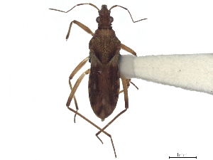  (Macroveliidae - CCDB-35894-F04)  @11 [ ] CreativeCommons - Attribution (2020) Smithsonian Institution Smithsonian Institution