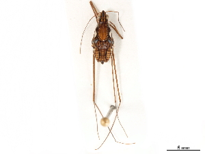  (Tenagogonus albovittatus - CCDB-35894-G07)  @11 [ ] CreativeCommons - Attribution (2020) Smithsonian Institution Smithsonian Institution