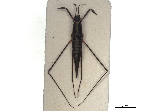  (Rhagadotarsus hutchinsoni - CCDB-35894-H08)  @11 [ ] CreativeCommons - Attribution (2020) Smithsonian Institution Smithsonian Institution