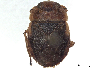  (Asthenocoris medius - CCDB-35895-B05)  @11 [ ] CreativeCommons - Attribution (2019) Smithsonian Institution Smithsonian Institution