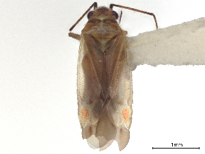  (Bifidostylus cassisi - CCDB-35895-G06)  @11 [ ] CreativeCommons - Attribution (2019) Smithsonian Institution Smithsonian Institution