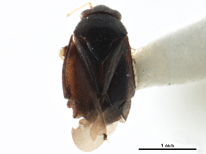  (Arctostaphylocoris - CCDB-35895-H03)  @11 [ ] CreativeCommons - Attribution (2019) Smithsonian Institution Smithsonian Institution