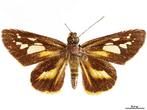  (Pyroneura liburnia - CCDB-35896-G01)  @11 [ ] CreativeCommons - Attribution (2020) Smithsonian Institution Smithsonian Institution