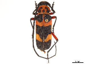  (Crioprosopus magnificus - CCDB-35898-F05)  @11 [ ] CreativeCommons - Attribution (2020) Smithsonian Institution Smithsonian Institution
