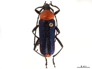  (Galissus cyanopterus - CCDB-35898-G04)  @11 [ ] CreativeCommons - Attribution (2020) Smithsonian Institution Smithsonian Institution