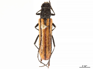  (Ischnocnemis costipennis - CCDB-35898-G06)  @11 [ ] CreativeCommons - Attribution (2020) Smithsonian Institution Smithsonian Institution