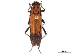  (Mannophorus forreri - CCDB-35898-G12)  @11 [ ] CreativeCommons - Attribution (2020) Smithsonian Institution Smithsonian Institution