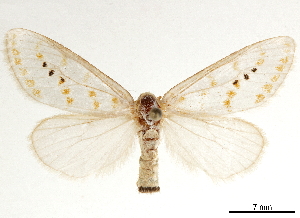  (Lacipa nobilis - CCDB-35899-A09)  @11 [ ] CreativeCommons - Attribution (2020) Smithsonian Institution Smithsonian Institution