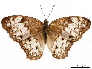  (Lachnoptera anticlea - CCDB-35899-B06)  @11 [ ] No Rights Reserved (2020) Smithsonian Institution Smithsonian Institution