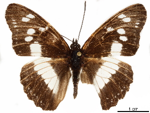  (Pseudacraea lucretia apaturoides - CCDB-35899-B11)  @11 [ ] CreativeCommons - Attribution (2020) Smithsonian Institution Smithsonian Institution