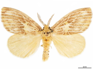  (Cispia fasciata - CCDB-35902-E12)  @11 [ ] CreativeCommons - Attribution (2020) Smithsonian Institution Smithsonian Institution
