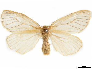  (Cropera phlebitis - CCDB-35902-F07)  @11 [ ] CreativeCommons - Attribution (2020) Smithsonian Institution Smithsonian Institution