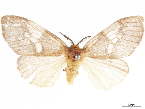  (Palasea albimacula - CCDB-35902-G04)  @11 [ ] CreativeCommons - Attribution (2020) Smithsonian Institution Smithsonian Institution