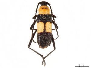  (Gambria bicolor - CCDB-35903-A07)  @11 [ ] CreativeCommons - Attribution (2020) Smithsonian Institution Smithsonian Institution