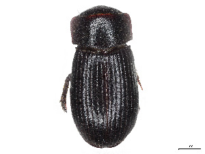  (Odontolytes angusticollis - CCDB-37886-G03)  @11 [ ] CreativeCommons - Attribution Share - Alike (2023) CBG Photography Group Centre for Biodiversity Genomics