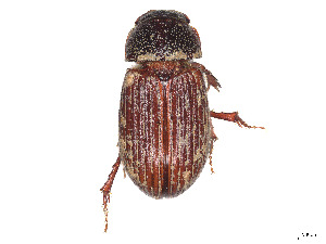  ( - CCDB-37886-G10)  @11 [ ] CreativeCommons - Attribution Share - Alike (2023) CBG Photography Group Centre for Biodiversity Genomics
