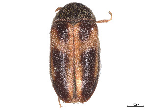  (Novelsis andersoni - CCDB-37894-D06)  @11 [ ] CreativeCommons - Attribution Share - Alike (2023) CBG Photography Group Centre for Biodiversity Genomics