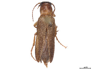 (Selonodon mandibularis - CCDB-37895-B05)  @11 [ ] CreativeCommons - Attribution Share - Alike (2023) CBG Photography Group Centre for Biodiversity Genomics