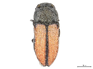  (Acmaeoderoides rufescens - CCDB-37896-B02)  @11 [ ] CreativeCommons - Attribution Share - Alike (2023) CBG Photography Group Centre for Biodiversity Genomics