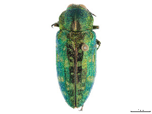  (Chalcopoecila - CCDB-37896-E10)  @11 [ ] CreativeCommons - Attribution Share - Alike (2023) CBG Photography Group Centre for Biodiversity Genomics