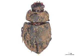  (Bdelyropsis - CCDB-45159-E05)  @11 [ ] CreativeCommons - Attribution Share - Alike (2023) CBG Photography Group Centre for Biodiversity Genomics