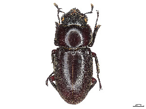  (Dorcus rubrofemoratus - CCDB-45161-D07)  @11 [ ] CreativeCommons - Attribution Share - Alike (2023) CBG Photography Group Centre for Biodiversity Genomics