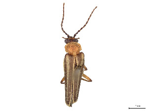  (Tylocerus dominicus - CCDB-45161-H06)  @11 [ ] CreativeCommons - Attribution Share - Alike (2023) CBG Photography Group Centre for Biodiversity Genomics