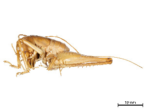  (Lutosini - CCDB-45167-A03)  @11 [ ] CreativeCommons - Attribution Share - Alike (2023) CBG Photography Group Centre for Biodiversity Genomics