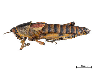  (Zonocerus elegans - CCDB-45167-C11)  @11 [ ] CreativeCommons - Attribution Share - Alike (2023) CBG Photography Group Centre for Biodiversity Genomics