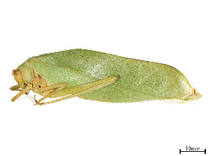  (Phoebolampta - CCDB-45167-F05)  @11 [ ] CreativeCommons - Attribution Share - Alike (2023) CBG Photography Group Centre for Biodiversity Genomics