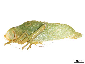  (Steirodon dentiferum - CCDB-45167-F10)  @11 [ ] CreativeCommons - Attribution Share - Alike (2023) CBG Photography Group Centre for Biodiversity Genomics