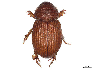  (Brindalus porcicollis - CCDB-45169-C11)  @11 [ ] CreativeCommons - Attribution Share - Alike (2023) CBG Photography Group Centre for Biodiversity Genomics