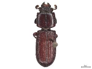  (Leptaulax planus - CCDB-45170-G05)  @11 [ ] CreativeCommons - Attribution Share - Alike (2023) CBG Photography Group Centre for Biodiversity Genomics