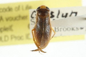  (Dasycorixa hybrida - CCDB-20829-H08)  @11 [ ] CreativeCommons - Attribution (2013) CBG Photography Group Centre for Biodiversity Genomics