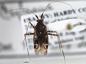 (Cylapus - CCDB-21309-A04)  @11 [ ] CreativeCommons - Attribution (2013) CBG Photography Group Centre for Biodiversity Genomics