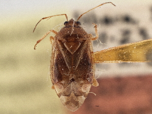  ( - CCDB-21309-C01)  @11 [ ] CreativeCommons - Attribution (2013) CBG Photography Group Centre for Biodiversity Genomics