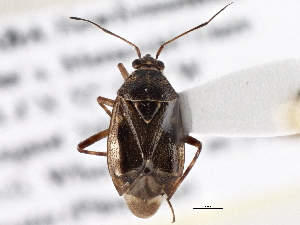  ( - CCDB-21309-D08)  @11 [ ] CreativeCommons - Attribution (2013) CBG Photography Group Centre for Biodiversity Genomics