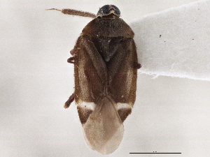  ( - CCDB-21309-G07)  @11 [ ] CreativeCommons - Attribution (2013) CBG Photography Group Centre for Biodiversity Genomics