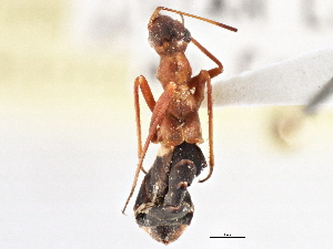  (Paradacerla downesi - CCDB-21309-G12)  @11 [ ] CreativeCommons - Attribution (2013) CBG Photography Group Centre for Biodiversity Genomics