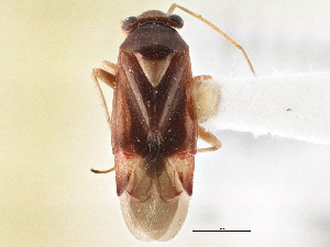  ( - CCDB-21309-H04)  @11 [ ] CreativeCommons - Attribution (2013) CBG Photography Group Centre for Biodiversity Genomics