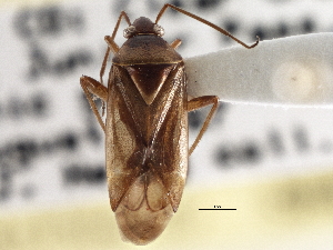  ( - CCDB-21310-G08)  @13 [ ] CreativeCommons - Attribution (2013) CBG Photography Group Centre for Biodiversity Genomics
