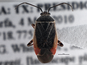 ( - CCDB-21310-H03)  @13 [ ] CreativeCommons - Attribution (2013) CBG Photography Group Centre for Biodiversity Genomics