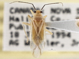  (Tropidosteptes commissuralis - CCDB-21311-B09)  @11 [ ] CreativeCommons - Attribution (2013) CBG Photography Group Centre for Biodiversity Genomics