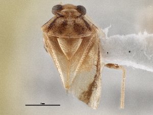  (Tropidosteptes palmeri - CCDB-21311-C04)  @11 [ ] CreativeCommons - Attribution (2013) CBG Photography Group Centre for Biodiversity Genomics