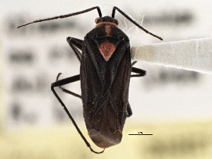  ( - CCDB-21311-C11)  @11 [ ] CreativeCommons - Attribution (2013) CBG Photography Group Centre for Biodiversity Genomics