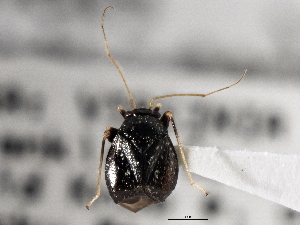  ( - CCDB-21311-E08)  @11 [ ] CreativeCommons - Attribution (2013) CBG Photography Group Centre for Biodiversity Genomics