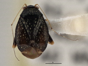  ( - CCDB-21311-E09)  @11 [ ] CreativeCommons - Attribution (2013) CBG Photography Group Centre for Biodiversity Genomics