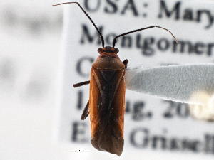  ( - CCDB-21312-A06)  @14 [ ] CreativeCommons - Attribution (2013) CBG Photography Group Centre for Biodiversity Genomics